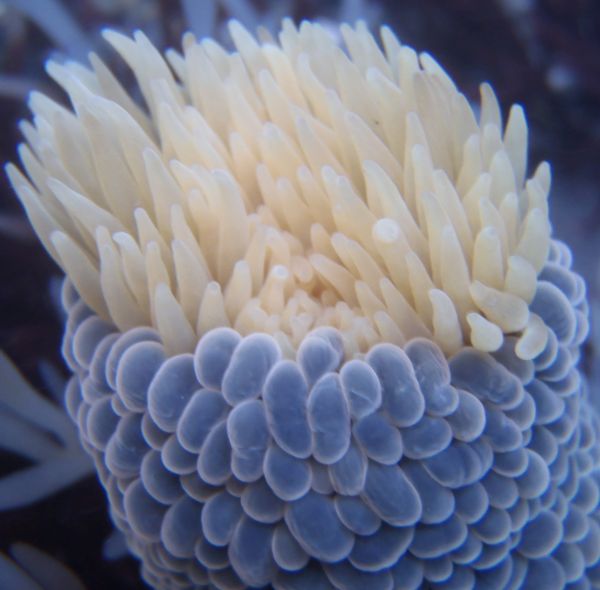 Picture of a beautiful wandering anemone